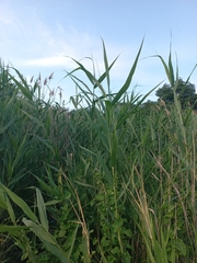 Phragmites australis