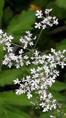 Anthriscus sylvestris