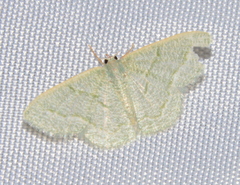 Phaiogramma stibolepida