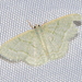Traced Chlorissa - Photo (c) Damon Tighe, some rights reserved (CC BY-NC), uploaded by Damon Tighe