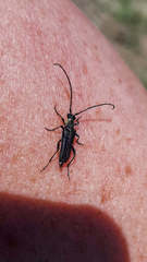 Trachysida mutabilis