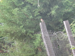 Haemorhous mexicanus