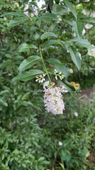 Ligustrum vulgare