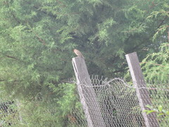 Haemorhous mexicanus