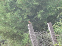 Haemorhous mexicanus