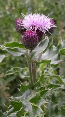 Cirsium arvense