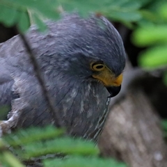 Rupornis magnirostris