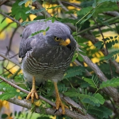 Rupornis magnirostris