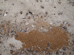 Acromyrmex lobicornis