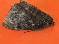 Erebus walkeri