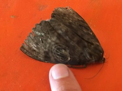 Erebus walkeri