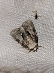 Chytonix palliatricula