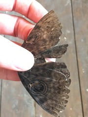Erebus walkeri