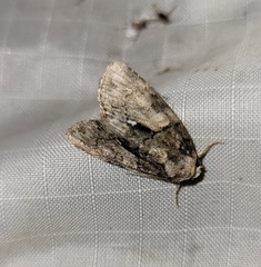 Chytonix palliatricula