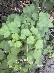 Physocarpus monogynus