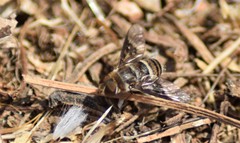 Thyridanthrax elegans