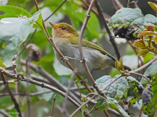 Red-faced Woodland-Warbler