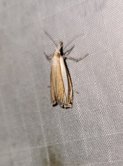 Crambus braunellus