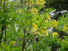 Rhododendron luteum