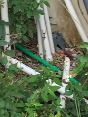 Anolis sagrei