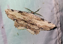 Lytrosis