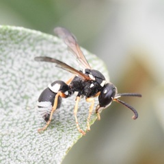 Pseudepipona herrichii