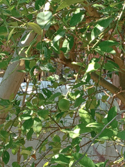 Polioptila bilineata