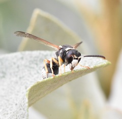 Pseudepipona herrichii