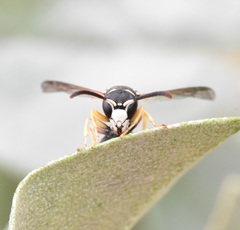 Pseudepipona herrichii