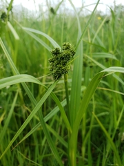 Scirpus atrovirens