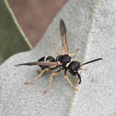 Pseudepipona herrichii