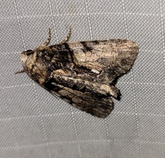 Chytonix palliatricula