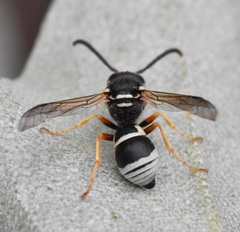 Pseudepipona herrichii