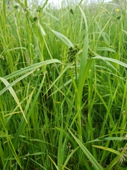 Scirpus atrovirens