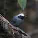 White-browed Antbird - Photo (c) Justyn Stahl, some rights reserved (CC BY-NC), uploaded by Justyn Stahl
