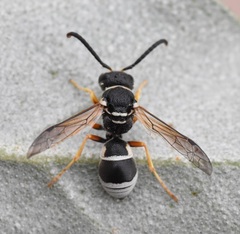 Pseudepipona herrichii