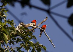 Ramphocelus nigrogularis