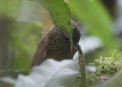 Thripophaga cherriei