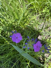 Phlox glaberrima