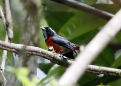 Granatellus pelzelni