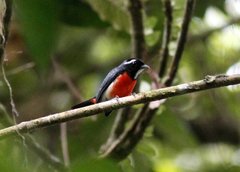 Granatellus pelzelni