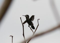 Discosura langsdorffi