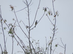 Ptiliogonys cinereus