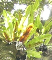 Asplenium australasicum