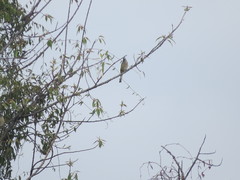 Ptiliogonys cinereus