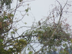 Ptiliogonys cinereus