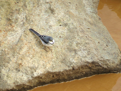 Mountain Wagtail