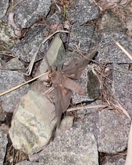 Citheronia sepulcralis