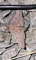 Citheronia sepulcralis