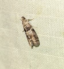 Actrix nyssaecolella